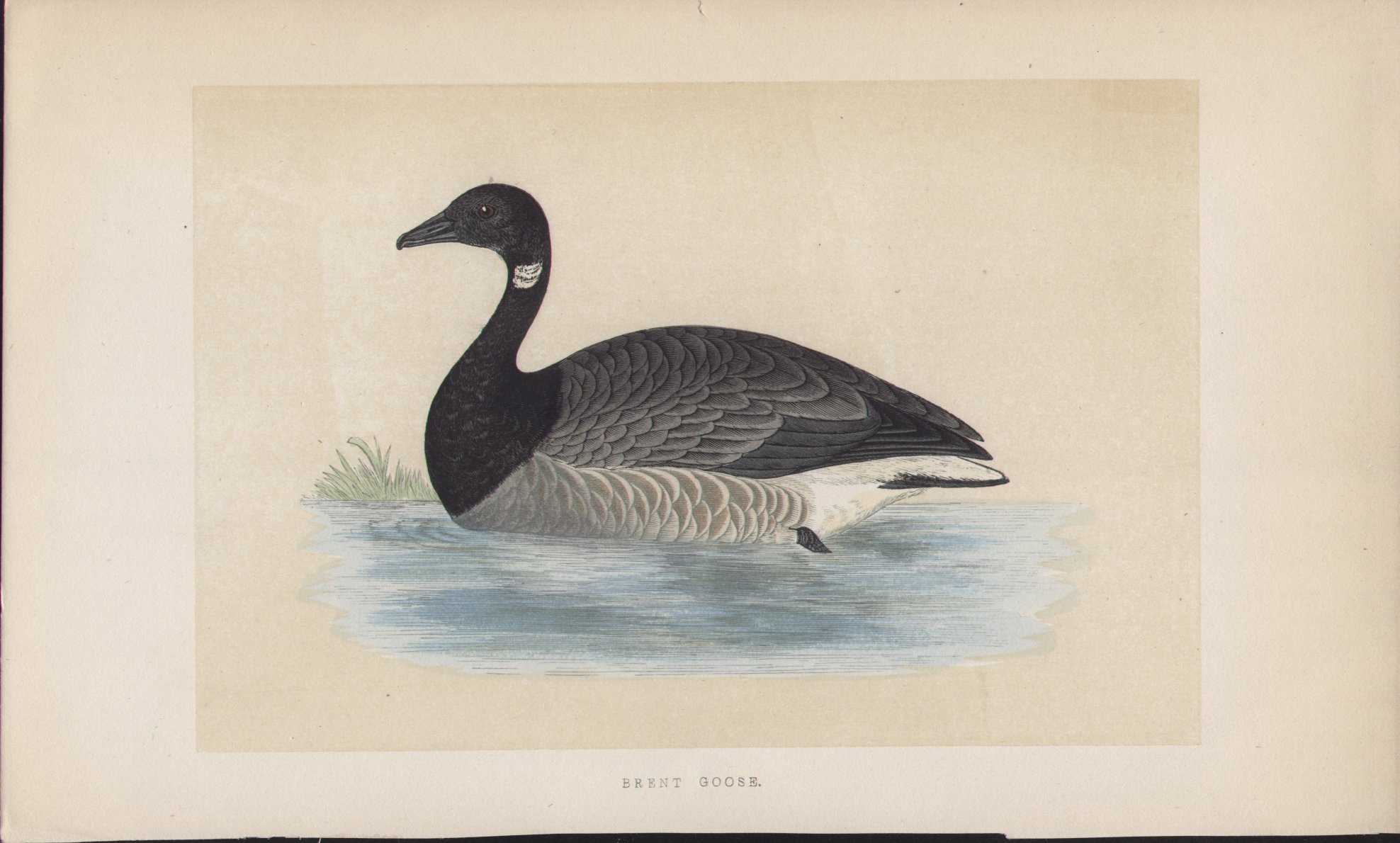 Wood - Brent Goose - Fawcett